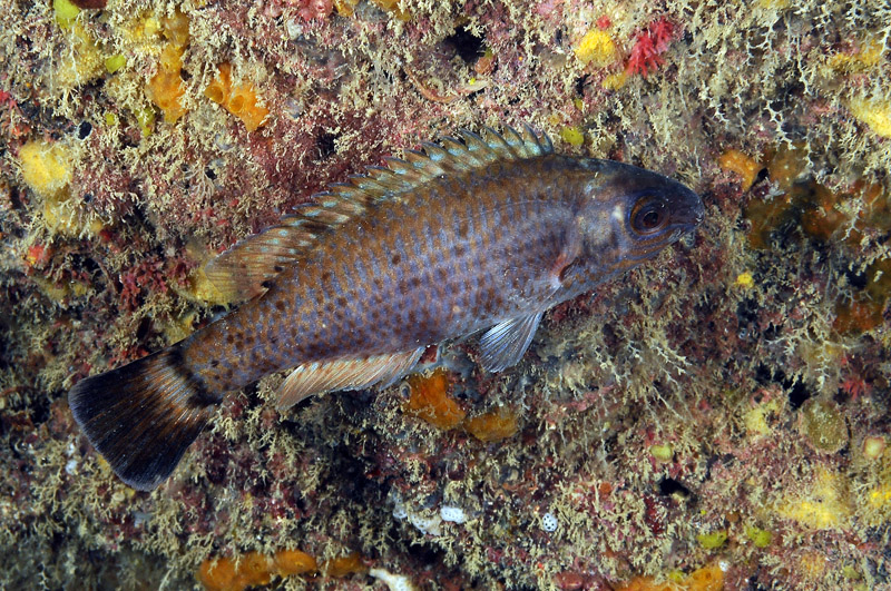 Symphodus melanocercus in livrea notturna